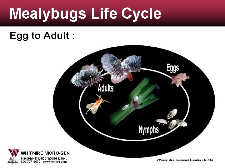 Mealybugs Life Cycle Egg to Adult : WHITMIRE MICRO-GEN Research Laboratories, Inc. 800 -777