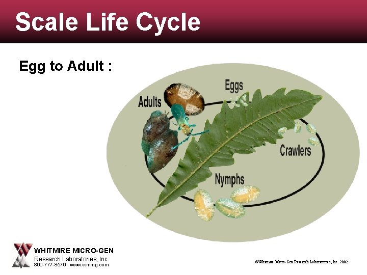 Scale Life Cycle Egg to Adult : WHITMIRE MICRO-GEN Research Laboratories, Inc. 800 -777