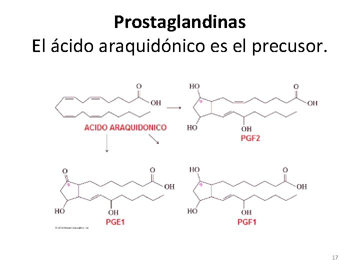 Prostaglandinas El ácido araquidónico es el precusor. 17 