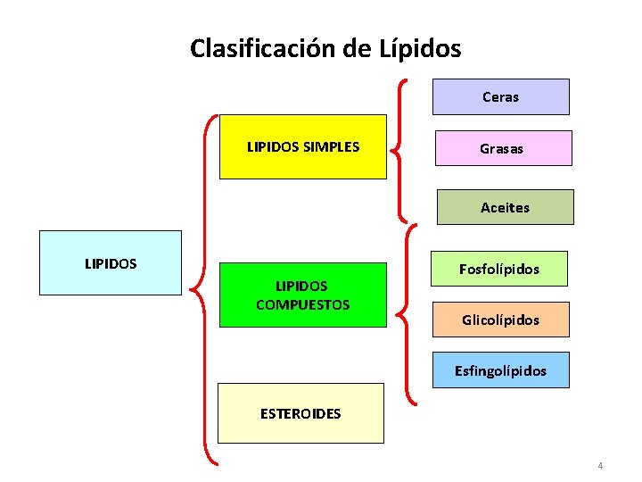 Clasificación de Lípidos Ceras LIPIDOS SIMPLES Grasas Aceites LIPIDOS COMPUESTOS Fosfolípidos Glicolípidos Esfingolípidos ESTEROIDES