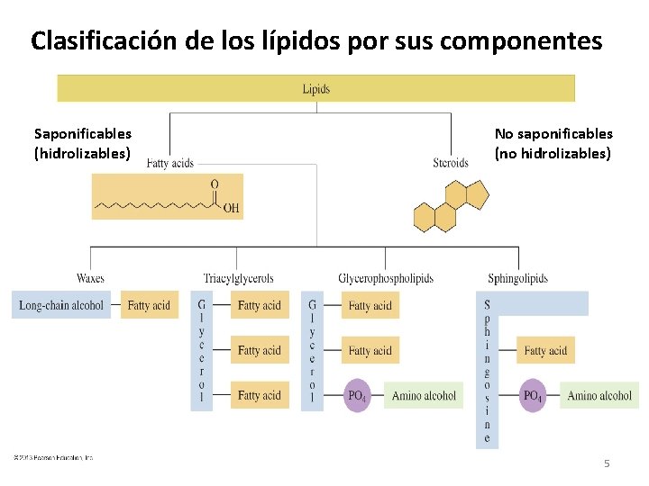 Clasificación de los lípidos por sus componentes Saponificables (hidrolizables) No saponificables (no hidrolizables) 5