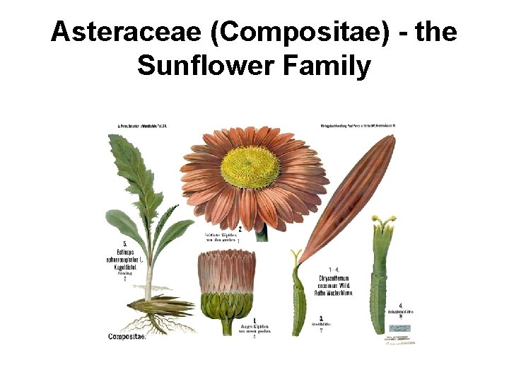 Asteraceae (Compositae) - the Sunflower Family 