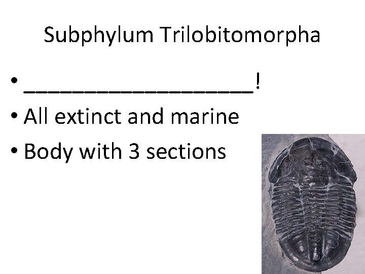Subphylum Trilobitomorpha • __________! • All extinct and marine • Body with 3 sections