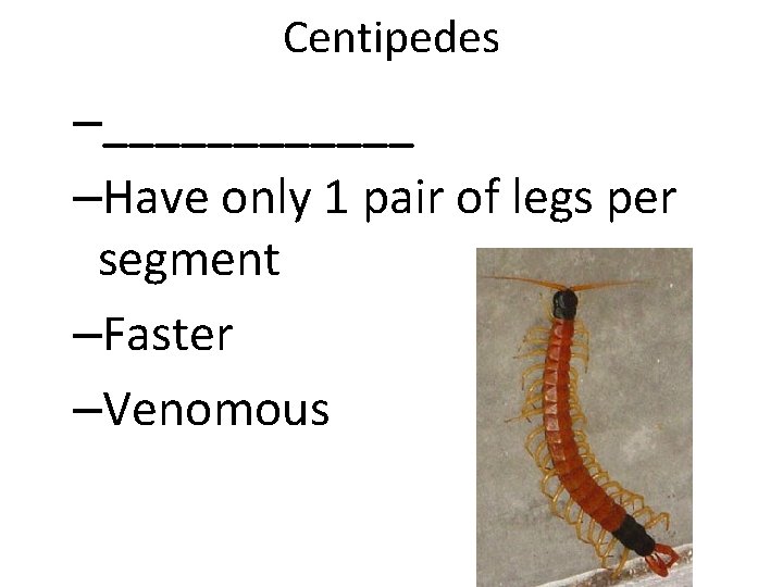 Centipedes –______ –Have only 1 pair of legs per segment –Faster –Venomous 