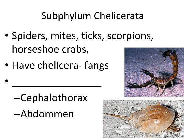 Subphylum Chelicerata • Spiders, mites, ticks, scorpions, horseshoe crabs, • Have chelicera- fangs •