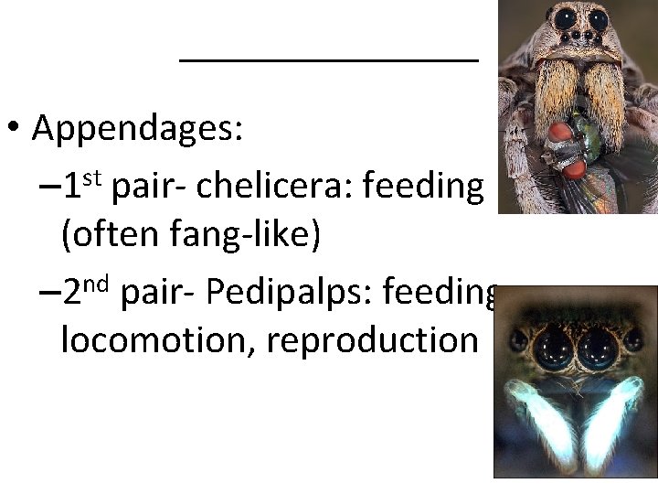 ________ • Appendages: st – 1 pair- chelicera: feeding (often fang-like) nd – 2