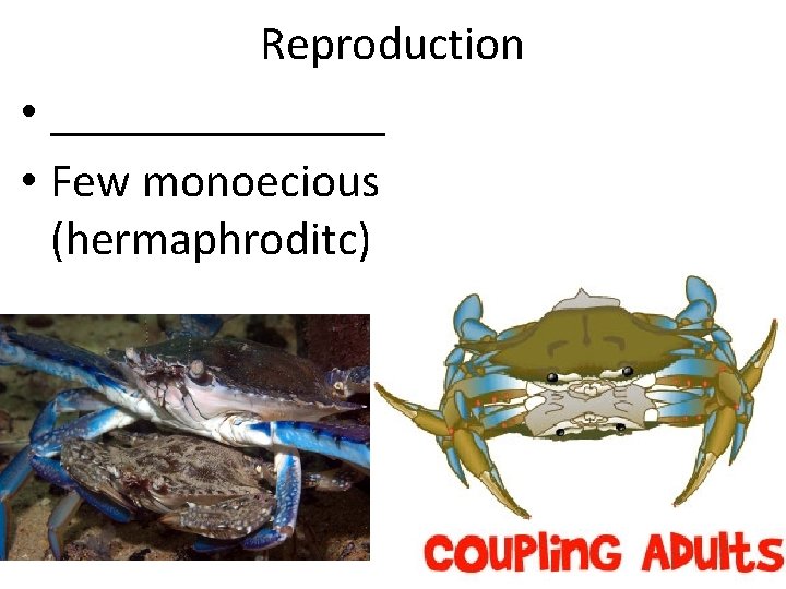 Reproduction • _______ • Few monoecious (hermaphroditc) 