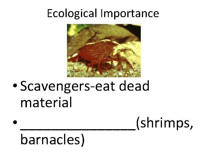 Ecological Importance • Scavengers-eat dead material • ________(shrimps, barnacles) 