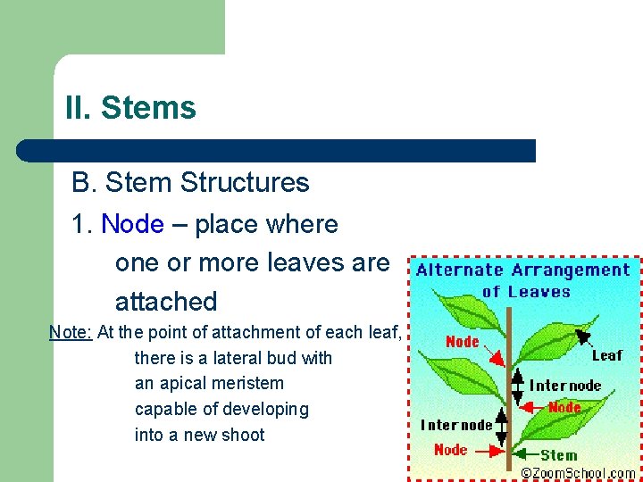 II. Stems B. Stem Structures 1. Node – place where one or more leaves II. Stems B. Stem Structures 1. Node – place where one or more leaves