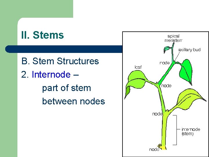 II. Stems B. Stem Structures 2. Internode – part of stem between nodes II. Stems B. Stem Structures 2. Internode – part of stem between nodes