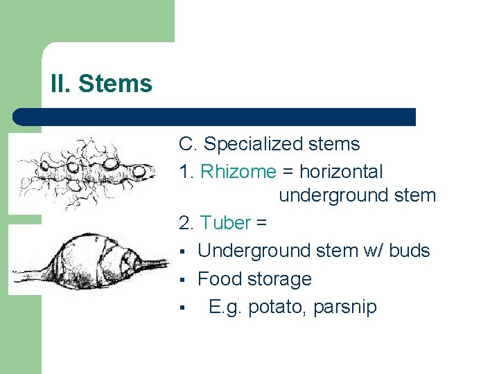 II. Stems C. Specialized stems 1. Rhizome = horizontal underground stem 2. Tuber = II. Stems C. Specialized stems 1. Rhizome = horizontal underground stem 2. Tuber =