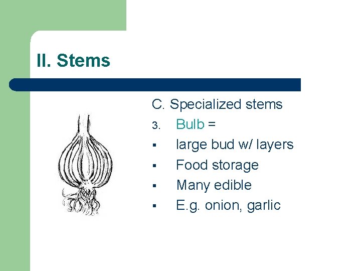 II. Stems C. Specialized stems 3. Bulb = § large bud w/ layers § II. Stems C. Specialized stems 3. Bulb = § large bud w/ layers §