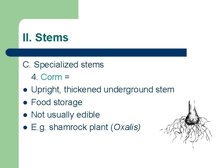 II. Stems C. Specialized stems 4. Corm = l Upright, thickened underground stem l II. Stems C. Specialized stems 4. Corm = l Upright, thickened underground stem l