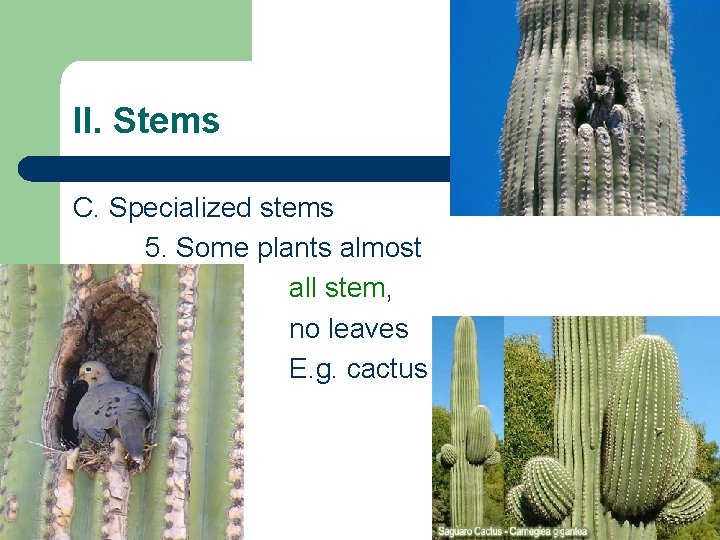 II. Stems C. Specialized stems 5. Some plants almost all stem, no leaves E. II. Stems C. Specialized stems 5. Some plants almost all stem, no leaves E.
