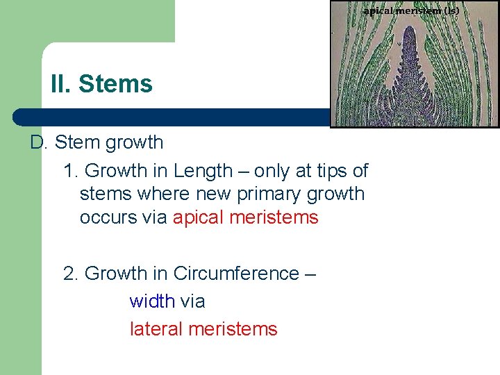 II. Stems D. Stem growth 1. Growth in Length – only at tips of II. Stems D. Stem growth 1. Growth in Length – only at tips of