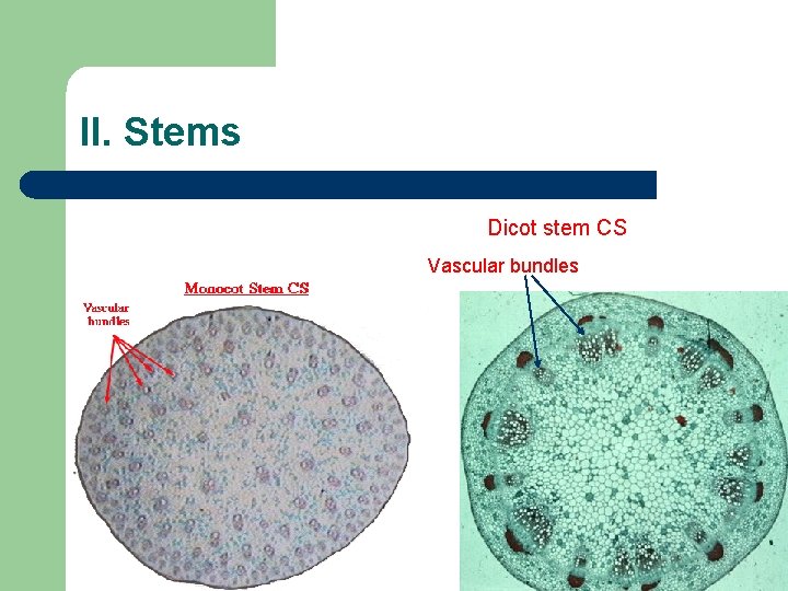 II. Stems Dicot stem CS Vascular bundles II. Stems Dicot stem CS Vascular bundles
