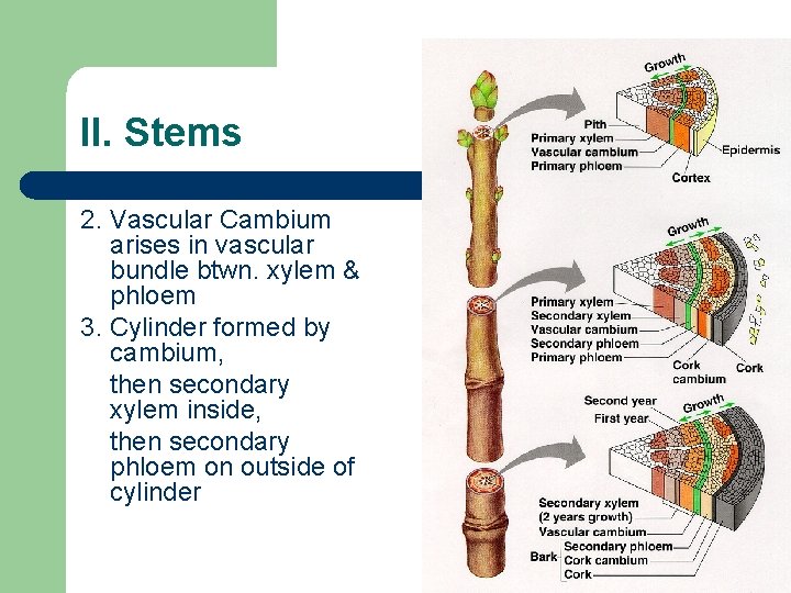 II. Stems 2. Vascular Cambium arises in vascular bundle btwn. xylem & phloem 3. II. Stems 2. Vascular Cambium arises in vascular bundle btwn. xylem & phloem 3.