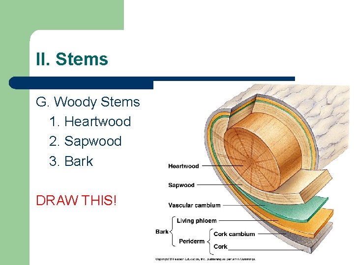 II. Stems G. Woody Stems 1. Heartwood 2. Sapwood 3. Bark DRAW THIS! II. Stems G. Woody Stems 1. Heartwood 2. Sapwood 3. Bark DRAW THIS!