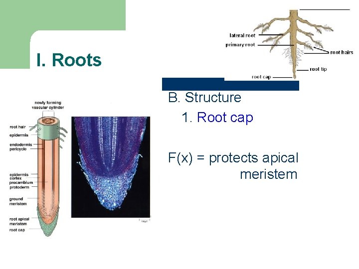 I. Roots B. Structure 1. Root cap F(x) = protects apical meristem I. Roots B. Structure 1. Root cap F(x) = protects apical meristem