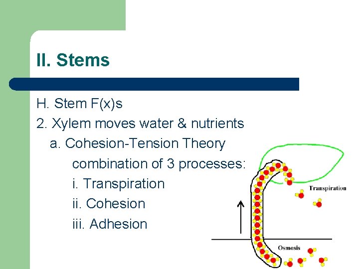 II. Stems H. Stem F(x)s 2. Xylem moves water & nutrients a. Cohesion-Tension Theory II. Stems H. Stem F(x)s 2. Xylem moves water & nutrients a. Cohesion-Tension Theory