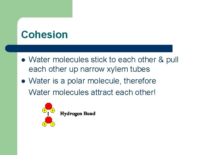 Cohesion l l Water molecules stick to each other & pull each other up Cohesion l l Water molecules stick to each other & pull each other up