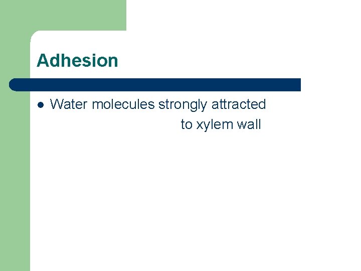 Adhesion l Water molecules strongly attracted to xylem wall Adhesion l Water molecules strongly attracted to xylem wall