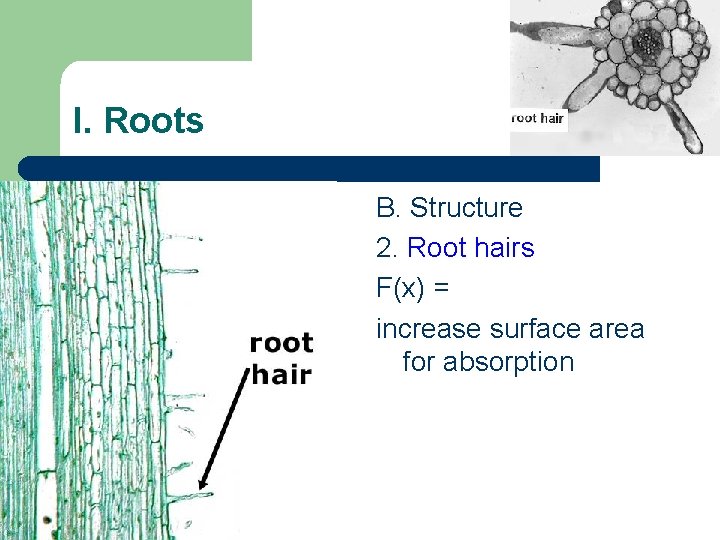 I. Roots B. Structure 2. Root hairs F(x) = increase surface area for absorption I. Roots B. Structure 2. Root hairs F(x) = increase surface area for absorption