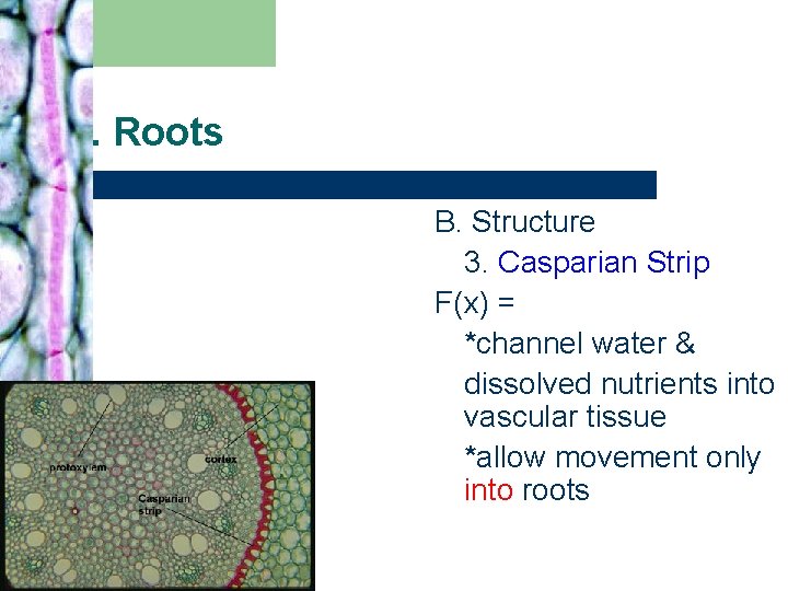 I. Roots B. Structure 3. Casparian Strip F(x) = *channel water & dissolved nutrients I. Roots B. Structure 3. Casparian Strip F(x) = *channel water & dissolved nutrients