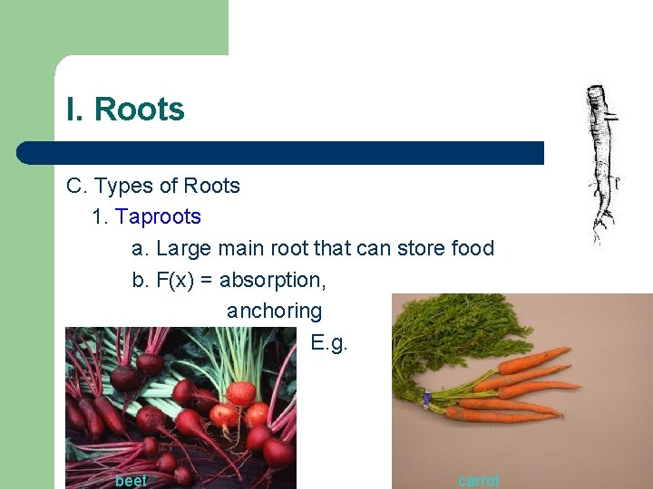I. Roots C. Types of Roots 1. Taproots a. Large main root that can I. Roots C. Types of Roots 1. Taproots a. Large main root that can
