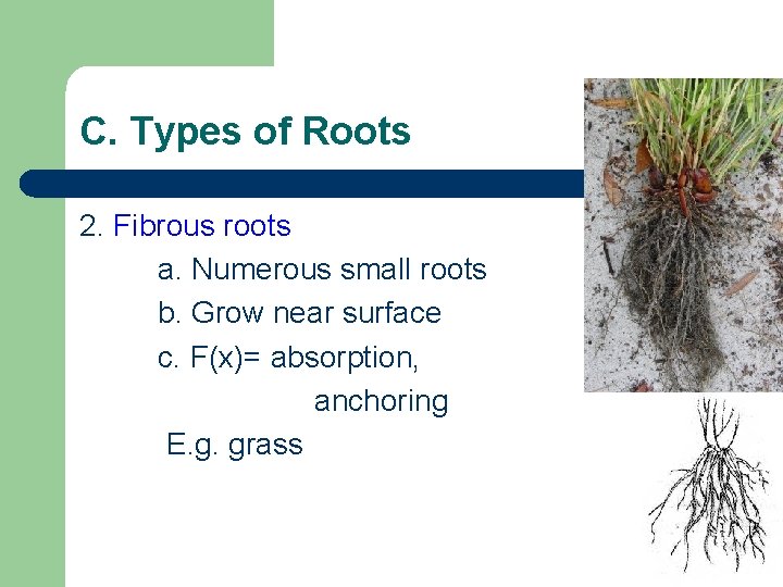 C. Types of Roots 2. Fibrous roots a. Numerous small roots b. Grow near C. Types of Roots 2. Fibrous roots a. Numerous small roots b. Grow near