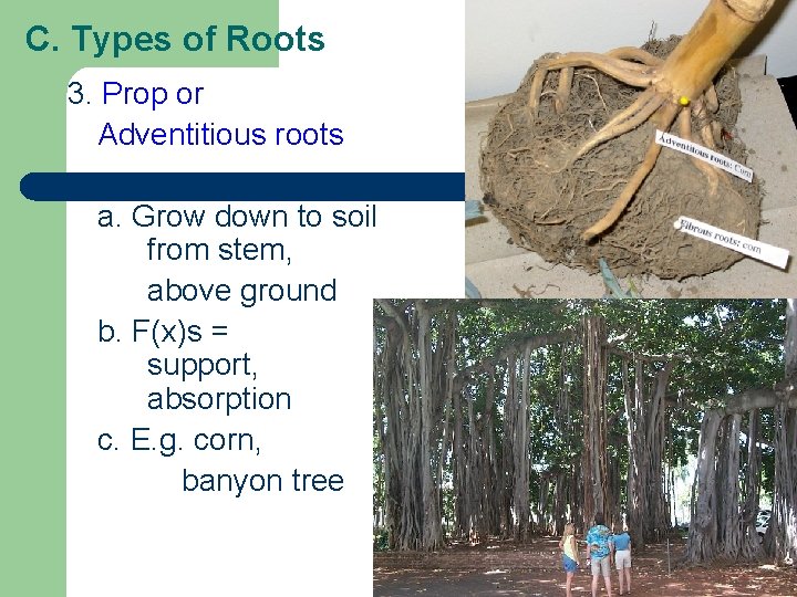 C. Types of Roots 3. Prop or Adventitious roots a. Grow down to soil C. Types of Roots 3. Prop or Adventitious roots a. Grow down to soil