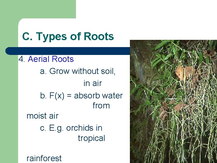 C. Types of Roots 4. Aerial Roots a. Grow without soil, in air b. C. Types of Roots 4. Aerial Roots a. Grow without soil, in air b.