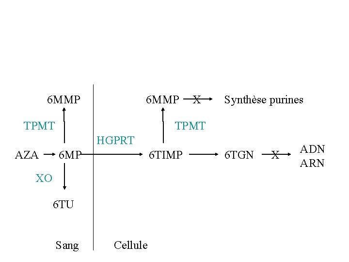6 MMP TPMT X Synthèse purines TPMT HGPRT AZA 6 MP 6 TIMP XO