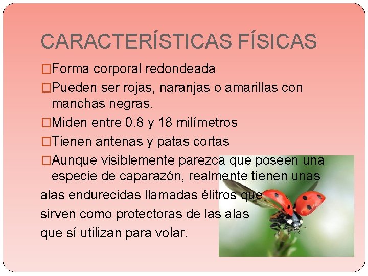 CARACTERÍSTICAS FÍSICAS �Forma corporal redondeada �Pueden ser rojas, naranjas o amarillas con manchas negras. CARACTERÍSTICAS FÍSICAS �Forma corporal redondeada �Pueden ser rojas, naranjas o amarillas con manchas negras.
