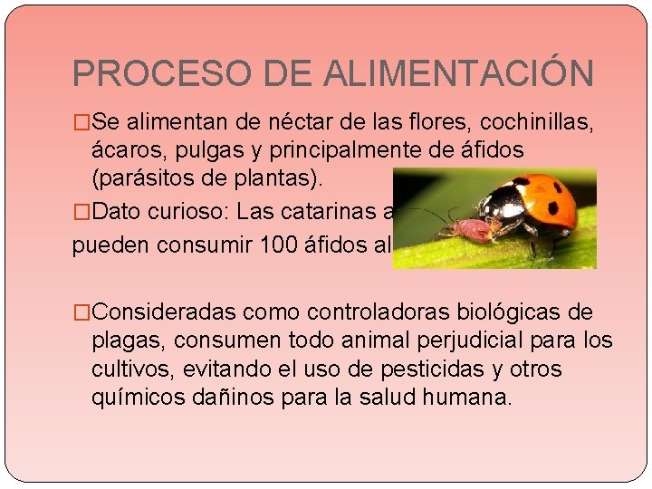 PROCESO DE ALIMENTACIÓN �Se alimentan de néctar de las flores, cochinillas, ácaros, pulgas y PROCESO DE ALIMENTACIÓN �Se alimentan de néctar de las flores, cochinillas, ácaros, pulgas y