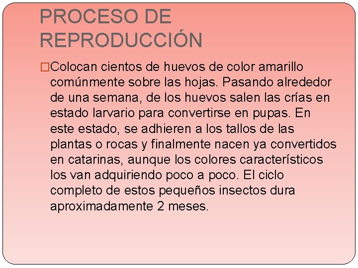 PROCESO DE REPRODUCCIÓN �Colocan cientos de huevos de color amarillo comúnmente sobre las hojas. PROCESO DE REPRODUCCIÓN �Colocan cientos de huevos de color amarillo comúnmente sobre las hojas.