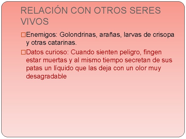RELACIÓN CON OTROS SERES VIVOS �Enemigos: Golondrinas, arañas, larvas de crisopa y otras catarinas. RELACIÓN CON OTROS SERES VIVOS �Enemigos: Golondrinas, arañas, larvas de crisopa y otras catarinas.