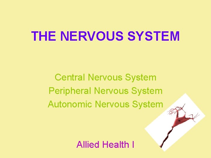 THE NERVOUS SYSTEM Central Nervous System Peripheral Nervous System Autonomic Nervous System Allied Health