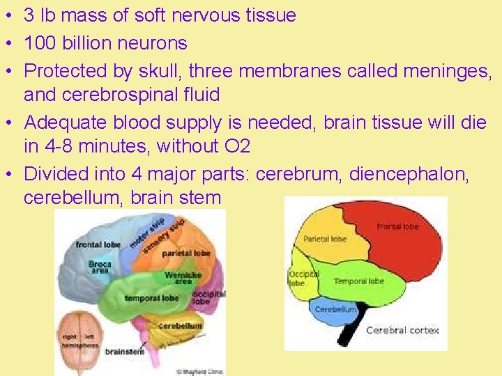  • 3 lb mass of soft nervous tissue • 100 billion neurons •