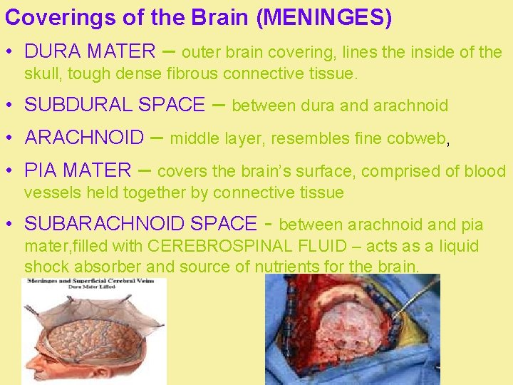 Coverings of the Brain (MENINGES) • DURA MATER – outer brain covering, lines the