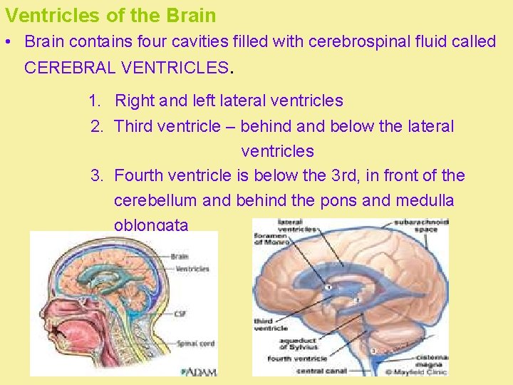 Ventricles of the Brain • Brain contains four cavities filled with cerebrospinal fluid called