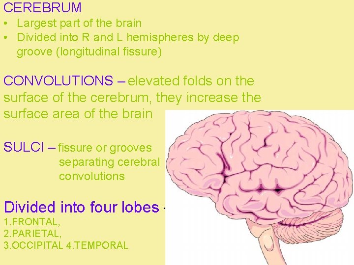 CEREBRUM • Largest part of the brain • Divided into R and L hemispheres