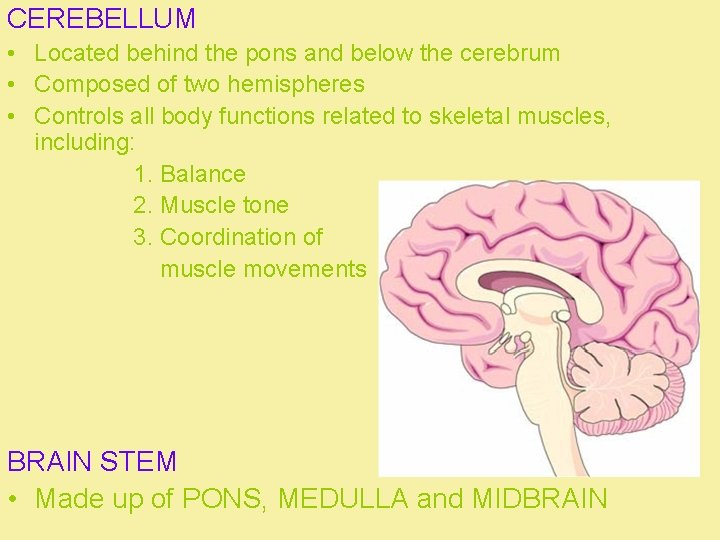 CEREBELLUM • Located behind the pons and below the cerebrum • Composed of two