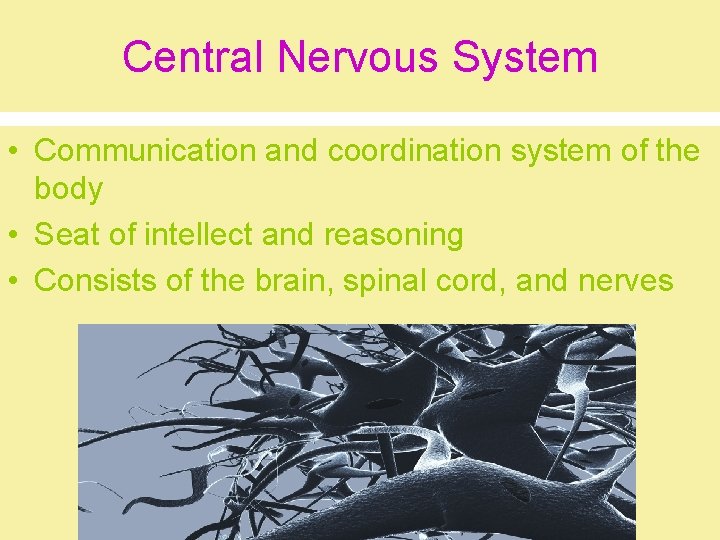 Central Nervous System • Communication and coordination system of the body • Seat of