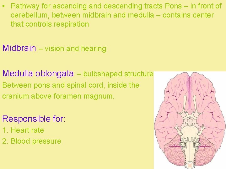  • Pathway for ascending and descending tracts Pons – in front of cerebellum,