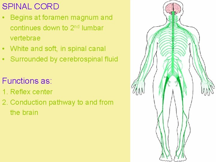 SPINAL CORD • Begins at foramen magnum and continues down to 2 nd lumbar