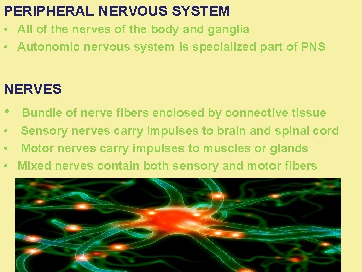 PERIPHERAL NERVOUS SYSTEM • All of the nerves of the body and ganglia •