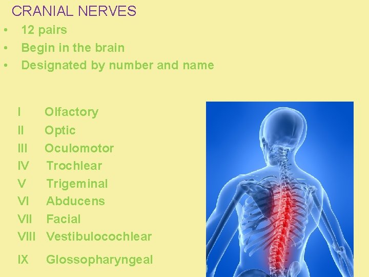 CRANIAL NERVES • • • 12 pairs Begin in the brain Designated by number