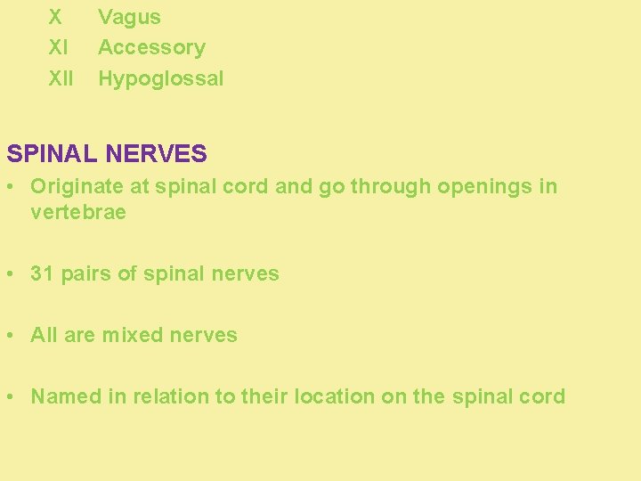 X XI XII Vagus Accessory Hypoglossal SPINAL NERVES • Originate at spinal cord and
