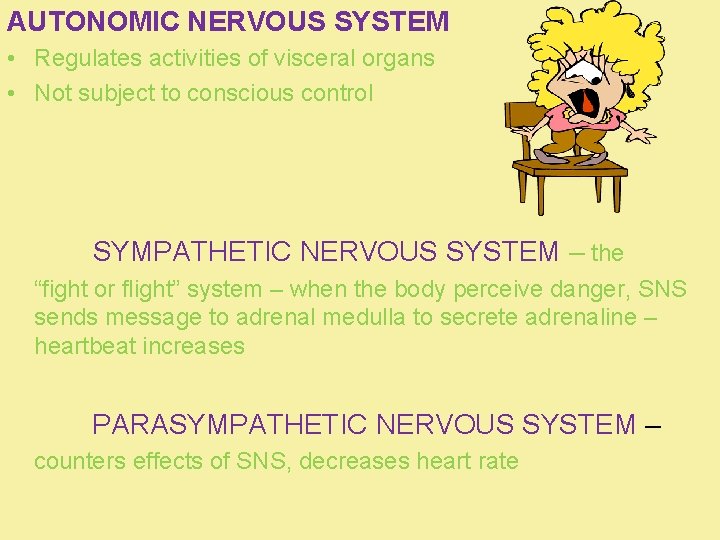 AUTONOMIC NERVOUS SYSTEM • Regulates activities of visceral organs • Not subject to conscious